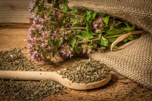 Cooking uses of oregano