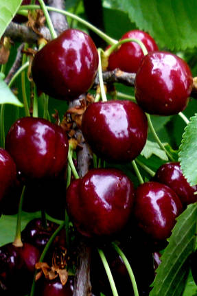 Duc Miracle Cherry