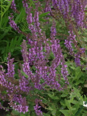 Roble salvia Miss Elly