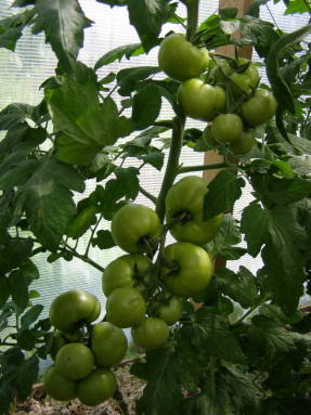 Pomidoras su generatyvaus vystymosi tipu