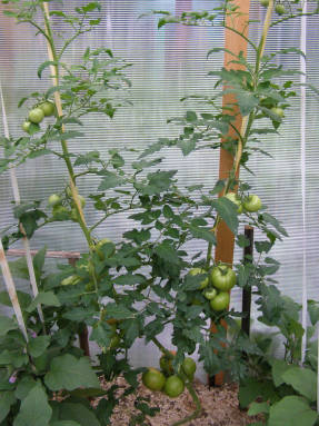 Pomidoras perkrautas vaisiais