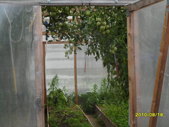 Tipo de desarrollo generativo del tomate con preservación del crecimiento intensivo.