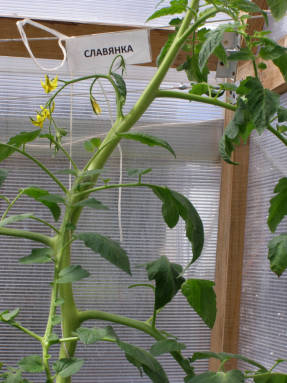 En tomat med en vegetativ type utvikling
