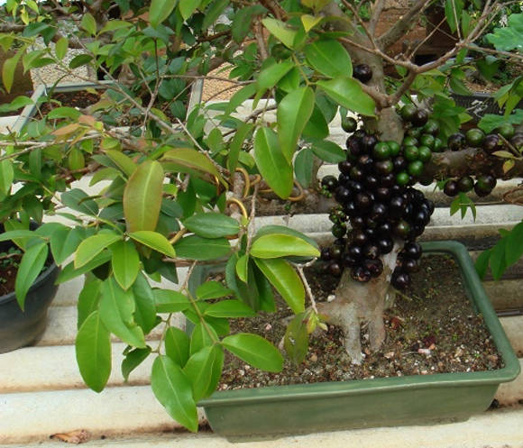 Tallos de plinia o jaboticaba: cultivo, reproducción