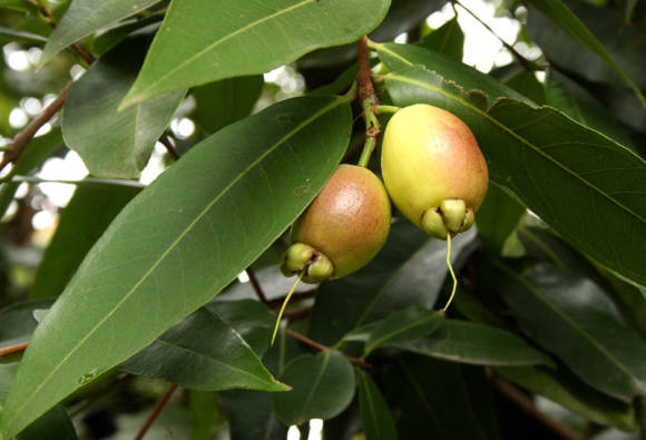 Syzygium yambose o pomarrosa