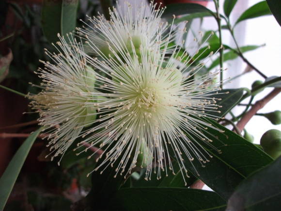 Syzygium yambose - ciruela Malabar o pomarrosa