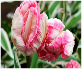 Loro tulipán