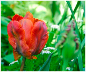Tulip Orange Favoritt