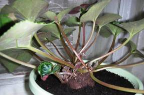Persian cyclamen tuber protrudes above ground level