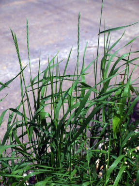 Hierba de trigo rastrera (Elytrigia repens)