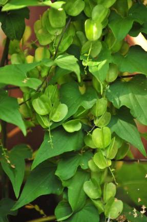 Dioscorea nippon vaisiuose