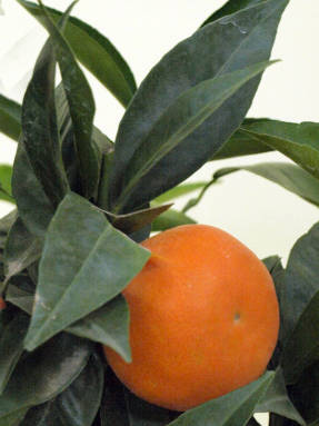选择柑橘类植物