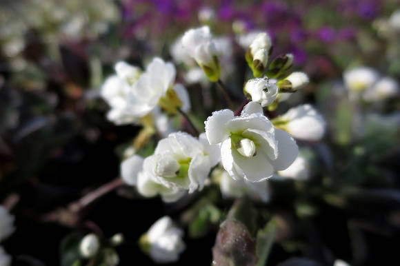 Arabis alpinos (subsp caucasica Flore Pleno)