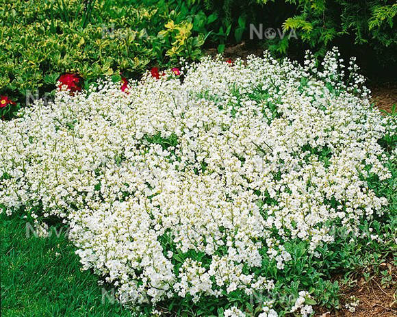 Arabis alpí (subsp caucasica Flore Pleno)