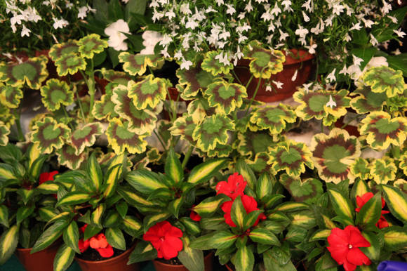 Pelargonium zonal tricolor