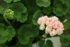 Pelargonija zonālais rožu pumpurs Deniss