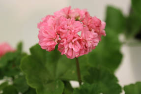Pelargonija zonālais rožu pumpuris Noels Gordons