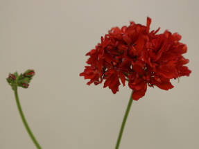 Pelargonium pásmová hviezda Rushmoor Red Star