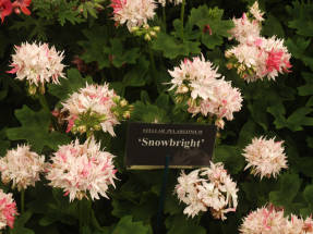 Pelargonium zónovaný hviezdicový Snowbrigth