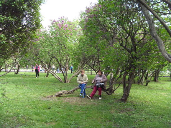 Los visitantes del jardín se sientan en troncos lilas