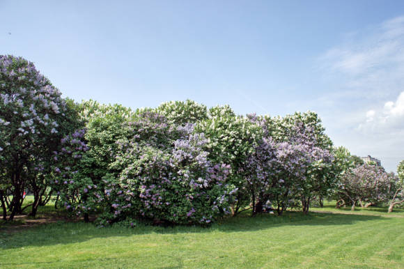 "Lilac Garden" Moskovassa: kunnon arviointi ja lajikkeen vaatimustenmukaisuus
