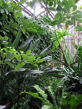 Plantas tropicales
