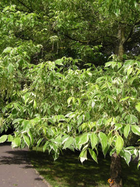 Variegatum de arce de hojas de fresno