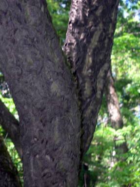 Terciopelo de Amur (Phellodendron amurense)