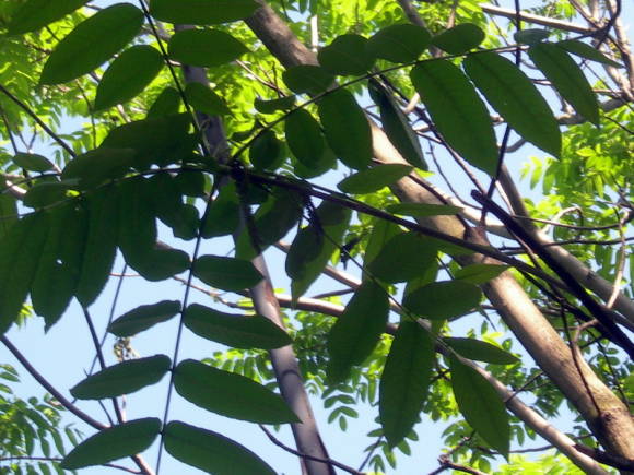 Amur nhung (Phellodendron amurense)