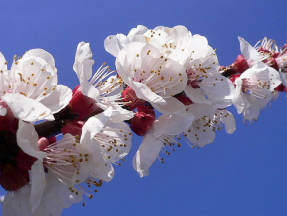 Ramita de albaricoque floreciente