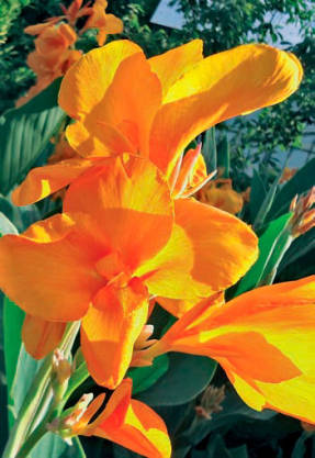 Canna Garden Gift of the East