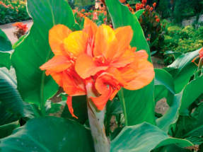 Canna Garden Orange Beauty