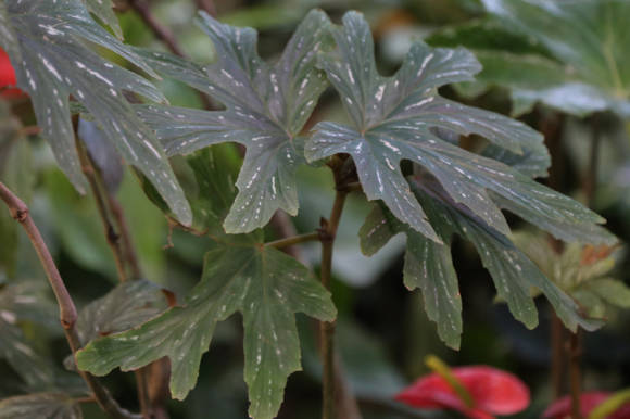 Skeptrinė begonija (Begonia aconitifolia)