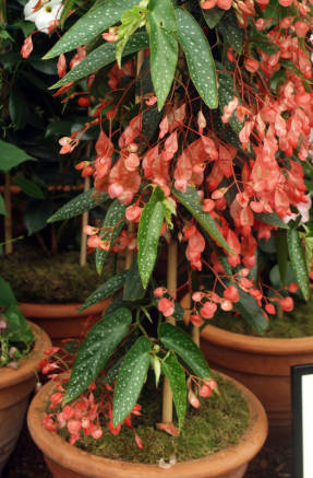 Koralinė begonija (Begonia x corallina)