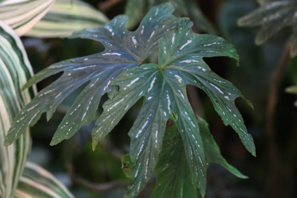 Begonia ceptre (Begonia aconitifolia)