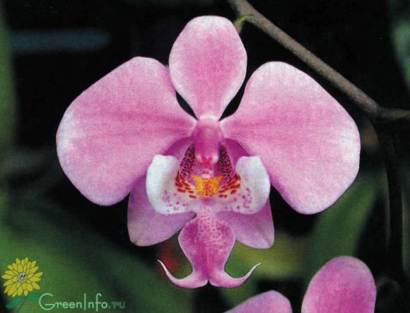 Phalaenopsis schilleriana gėlė