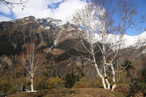 Bedoll de Jacquemon (Betula utilis subsp.jacquemontii) a l'Himàlaia indi