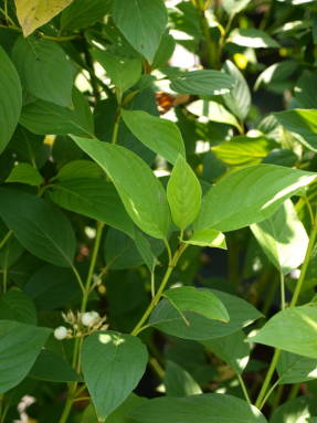 Derainas (Cornus sericea) Flaviramea