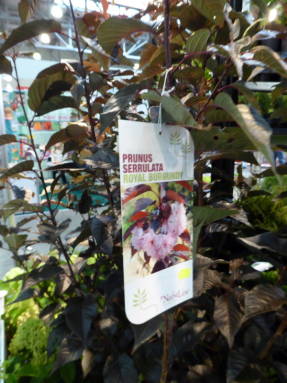 Cirera finament serrada (Prunus cerrulata) Borgonya reial