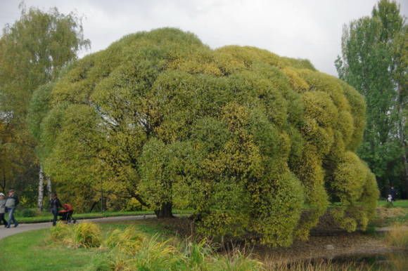 Baltasis gluosnis (Salix alba) rudenį