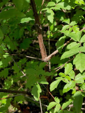 Gris auró (Acer griseum)