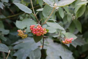 Kalina gordovina (Viburnum lantana)