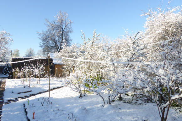 Træer og buske dekorative om vinteren