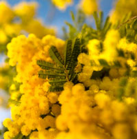 Flors grogues