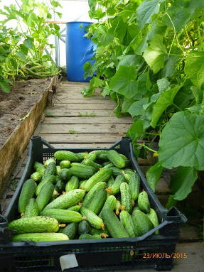 Growing cucumbers in a greenhouse: FROM and TO