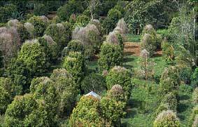 Clove plantations