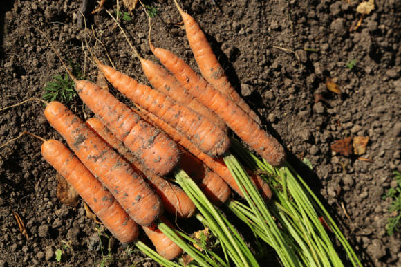 Secrets de la collita adequada de pastanagues