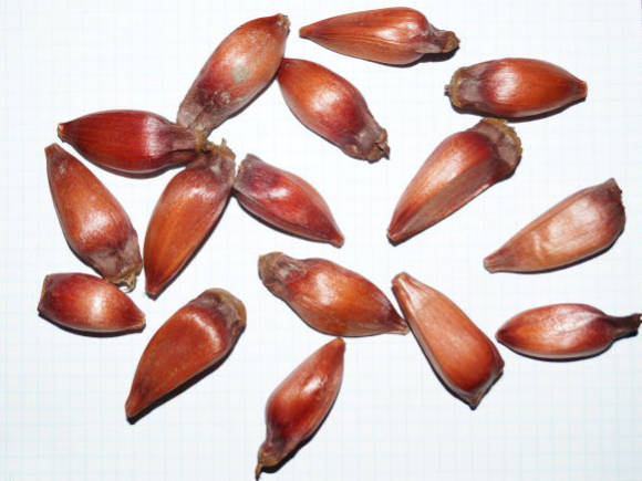 Araucaria chilena, semillas