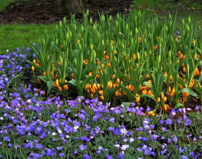 Crocuses Golden Yellow and anemone tender Blue Shades