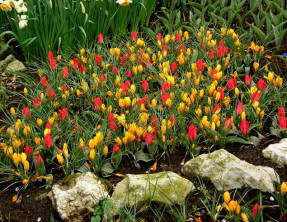 Krokusy s botanickými tulipánmi